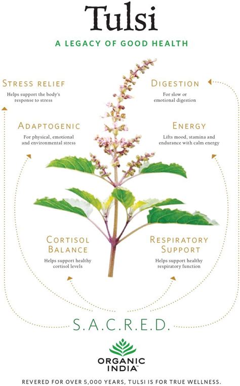 Uses Of Medicinal Plants Tulsi - Medicinal Plant