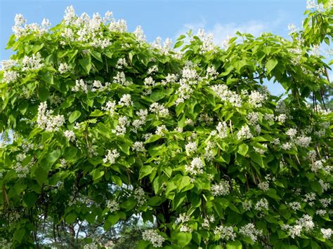 Catalpa Plant - Idesatu