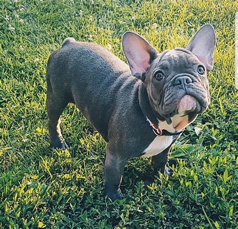 ALL ABOUT FRENCHIES | French bulldog