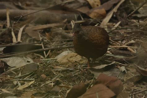 eBird Checklist - 18 Dec 2022 - Bheemuni Paadam Waterfalls -- Gudur FR(Mahabubabad) - 44 species ...