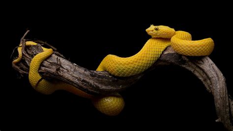 Beautiful Snake HD Wallpapers - Wallpaper Cave