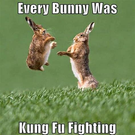 Rabbit Ramblings: Funny Bunny Monday Meme*day