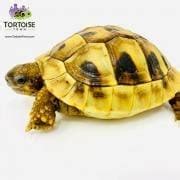 Hermann's tortoise diet hermanns tortoise care herman's tortoise diet for sale