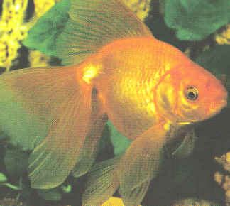 The Beautifully Full Tailed Veiltail Goldfish