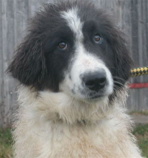 Romanian "Bucovina Shepherd", Ciobanesc de Bucovina #Puppy #Dog ...