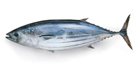 Skipjack Tuna | Incredible Facts, Pictures | AZ Animals