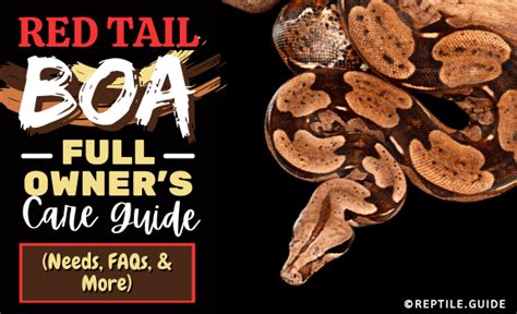 Red Tail Boa: Full Owner's Care Guide (Needs, FAQs, & More)