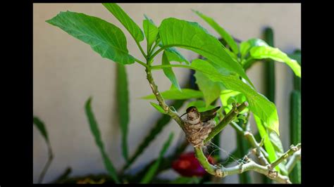 Timelapse - Hummingbird Building a Nest - YouTube