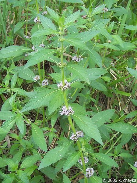 Mentha arvensis (Wild Mint): Minnesota Wildflowers