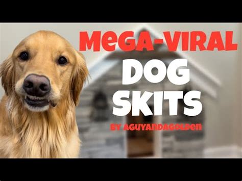 BEST AGuyandAGolden MEGA-VIRAL Dog Skits. - YouTube