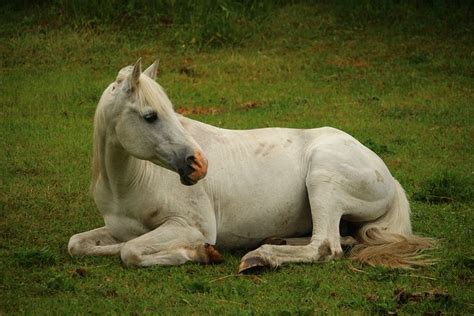 7+ Free Leżący Koń & White Horse Images - Pixabay