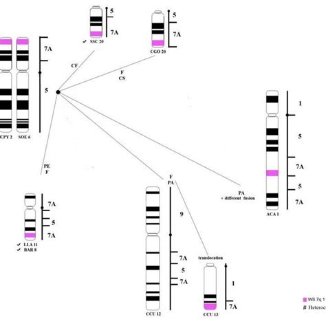 Signals of the 7q11.23 (WS) probe on the chromosomes of C. argentata ...