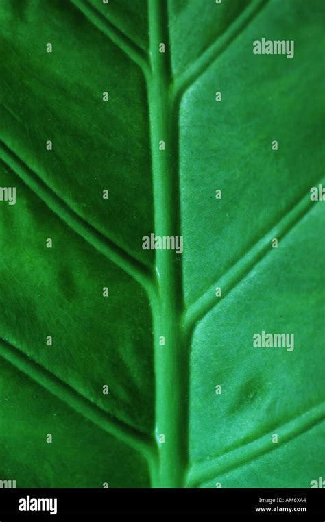 nature leaf green Stock Photo - Alamy