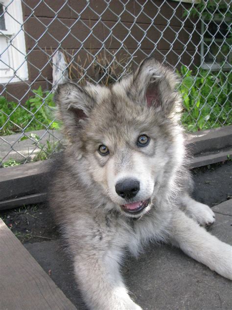 Tundra Timberwolf puppy-Stock by Swordexpert-Stock on DeviantArt