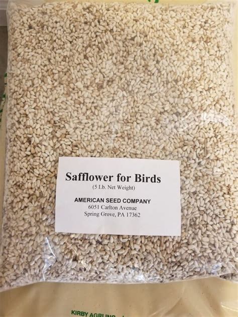 Safflower for Birds - American Seed Co.