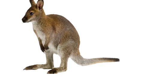 Kangaroo Wallaby PNG Transparent Image | PNG Mart