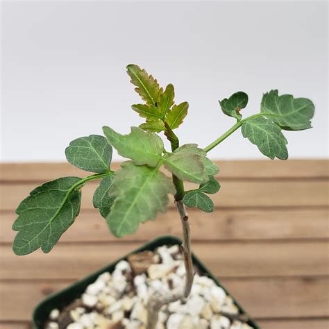 Buy Bursera Fagaroides | Fast-Growing Flowering Tree | Planet Desert