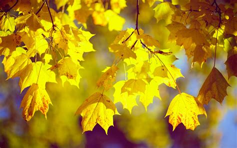 🔥 [74+] Fall Leaves Desktop Backgrounds | WallpaperSafari