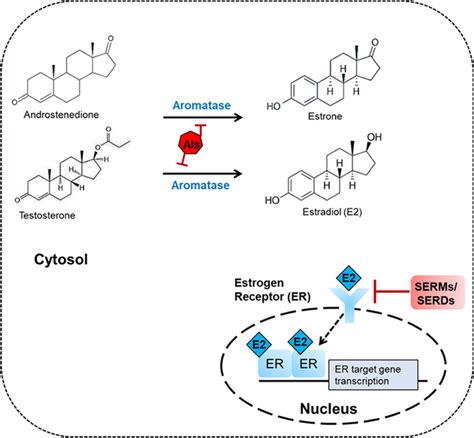 What type of molecule is androstenedione. 5. 2022-10-17