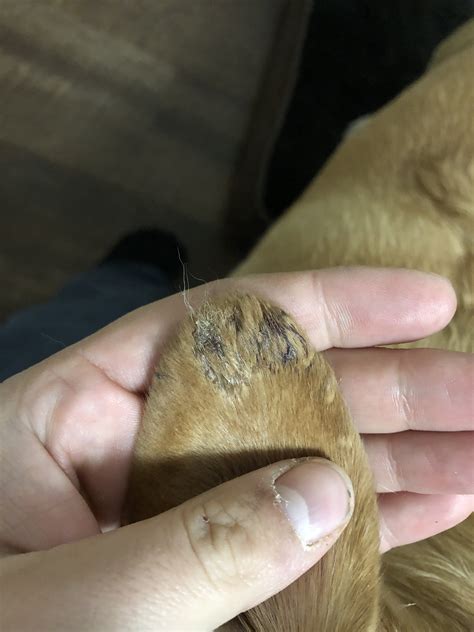 Dog ear issue | Refuge Forums