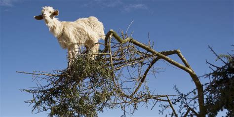 Get Out Of That Tree, Goats! | HuffPost