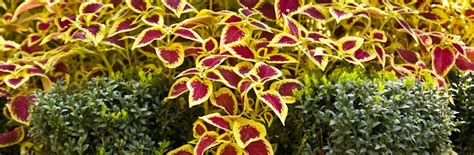 Do Coleus Like Sun Or Shade: [Complete Care Guide]