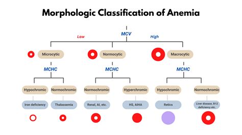 Morphological Classification of Anemia • The Blood Project