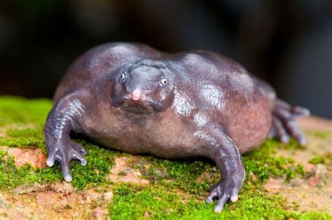 Purple frog, inhabiting the Western Ghat, India - Wander Lord