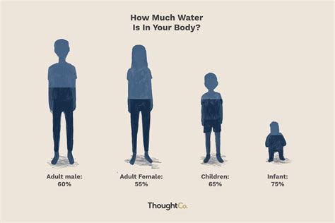 How Much of Your Body Is Water? What Percentage?