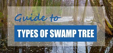 10 Tree Types That Grow in Swamps & Marshes - Pond Informer