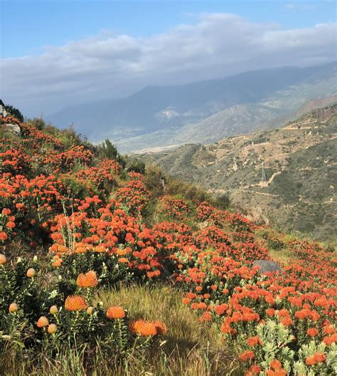 A Passion for Flowers: Where the Leucospermum Grow