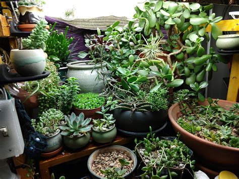 My indoor succulent display : succulents