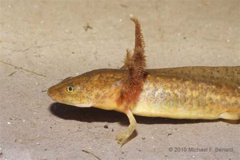 Tiger Salamander Larva - Amybstoma tigrinum