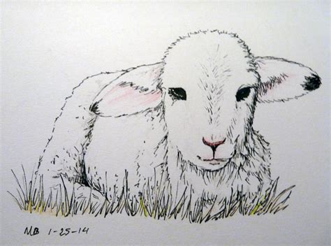 Image result for lamb drawing | Animal drawings, Sheep drawing, Farm ...