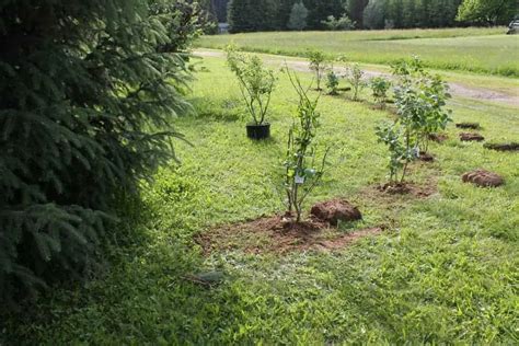 How to Plant a Lilac Hedge | Family Food Garden