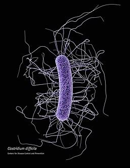 Clostridium - What is it? Morphology, Classification, Characteristics