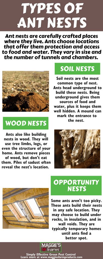 Types of Ant Nests – Maggie's Farm Ltd