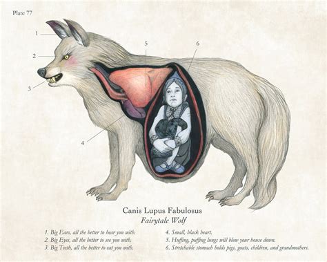 8x10 Anatomical Print of the Big Bad Wolf - Etsy Australia