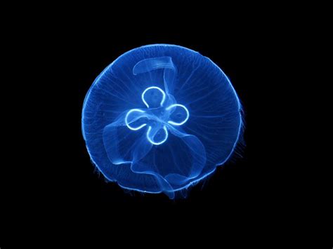 Moon Jellyfish stings only have mild venom but it is not fatal. The ...