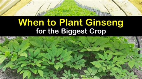 Ginseng Growing Time - Clever Ginseng Planting Guide