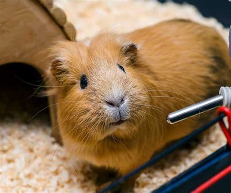 How to Care for Your Guinea Pig | RSPCA NSW - RSPCA NSW