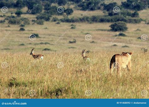 Lion Hunting Gazelles stock photo. Image of wilderness - 91468092