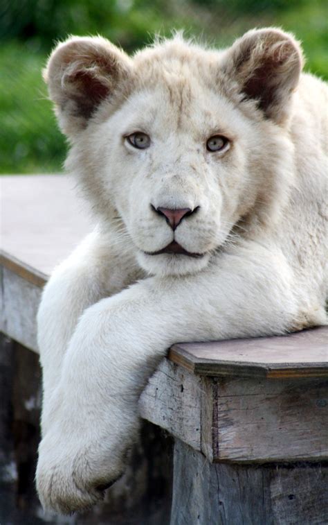 White Lion Cub | This is a male White lion Cub, there are ei… | Flickr