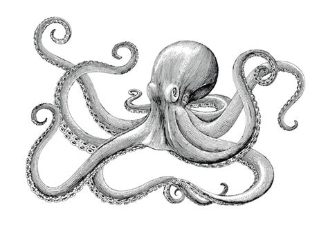 Colour Octopus Drawing Realistic