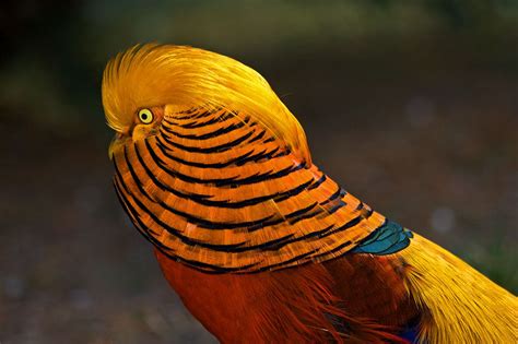 Golden Pheasant. So much beauty in symmetry. Beautiful Creatures, Animals Beautiful, Golden ...