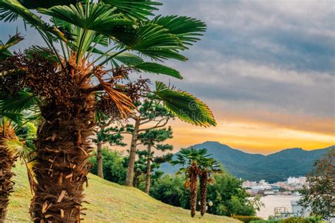 Nammangsan Sculpture Park and Tongyeong Port at Sunset in Tongyeong, Korea Stock Image - Image ...