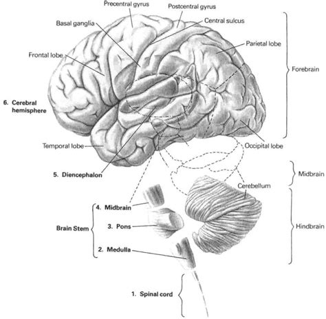 1: The six major divisions of the central nervous system. (1) the ...