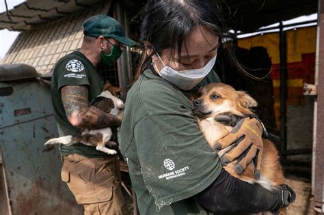 Almost 200 dogs rescued from South Korea land in US to find new homes ...