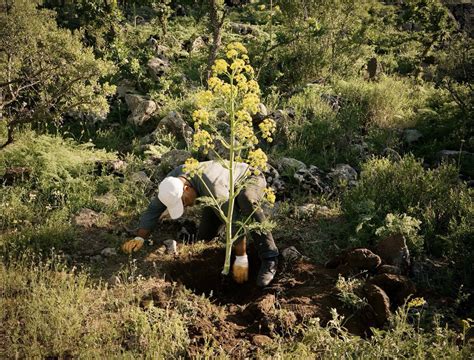 Sophien Kamoun on Twitter: "RT @KamounLab: Ferula drudeana. Apiales—is ...