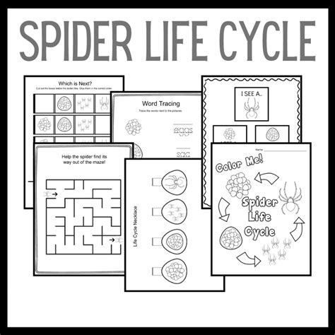 Spider Life Cycle for Kids